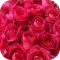 media/assets/bouquet_colors/hot_pink.png