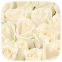 media/assets/bouquet_colors/white.png